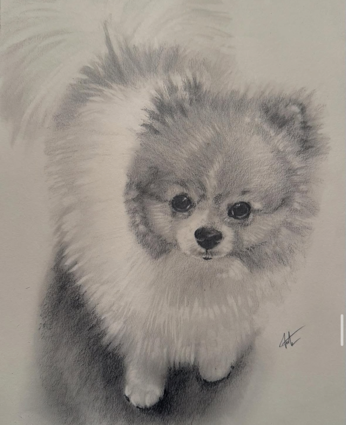 Pomeranian Puppy