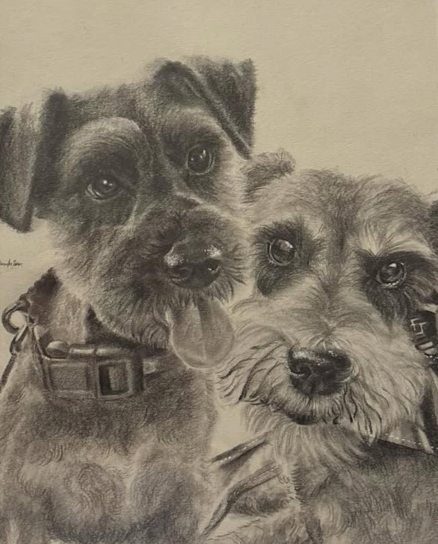 Two Schnauzers